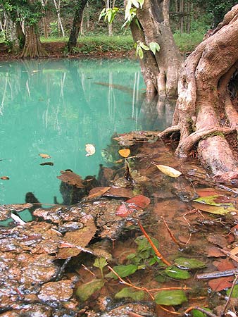 T. espei inhabits this karstic pool in Krabi province, southern Thailand. Note the dense growth of Cryptocoryne cordata at the margin.