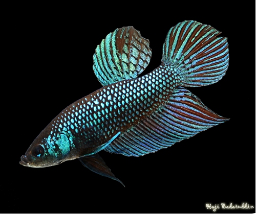 Adult male specimen from the Malaysian aquarium trade.