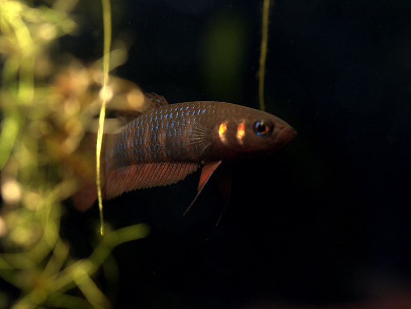 A dominant female.