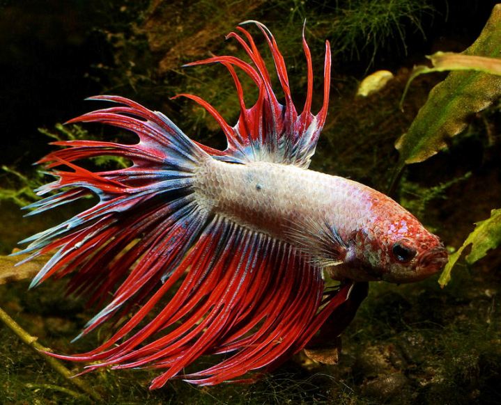 Adult male; 'crown tail' ornamental strain.