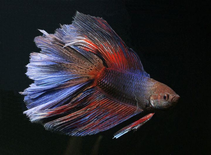 Adult male; 'delta tail' ornamental strain.