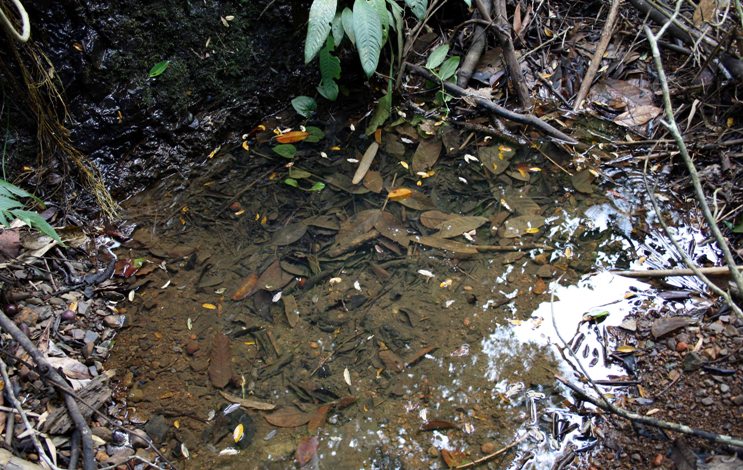 The habitat at Tebedu is typical in that B. taeniata iscollected in quiet marginal zones of a flowing stream, among leaf litter...