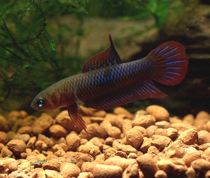 Male individual from Pangkalan Bun, Borneo.