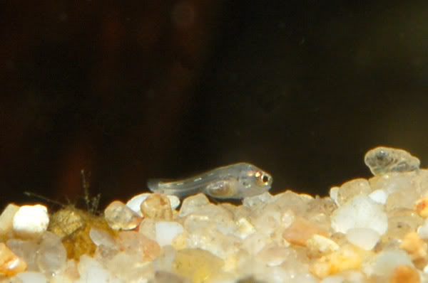 Free-swimming fry of the Tapajós form.