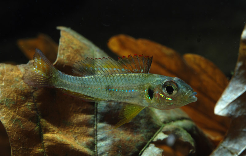 Adult male specimen from the middle rio Negro basin.