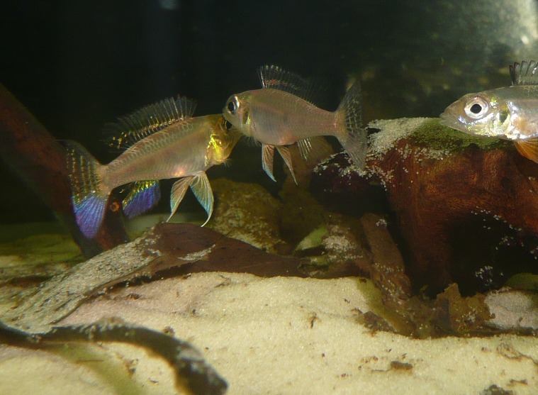 Courting pair from the rio Negro, male on left.