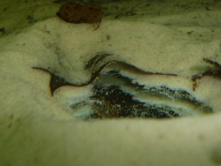 Typical spawning site; the eggs are just visible, concealed beneath the leaf at the top of the picture.