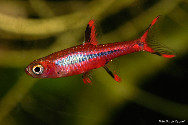 Dominant adult male specimen.