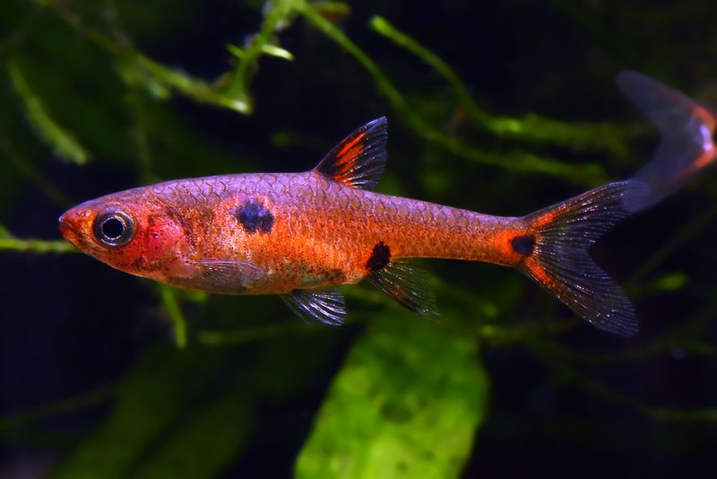 Well-established, mature adult in the aquarium.