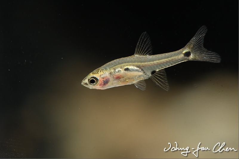 B. micros is the smallest member of the genus.