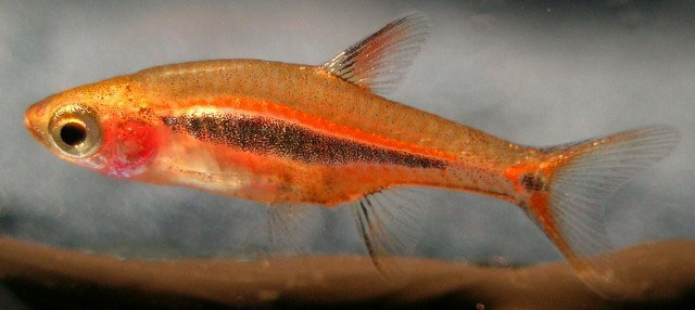 Another specimen with a reddish-orange colour pattern.