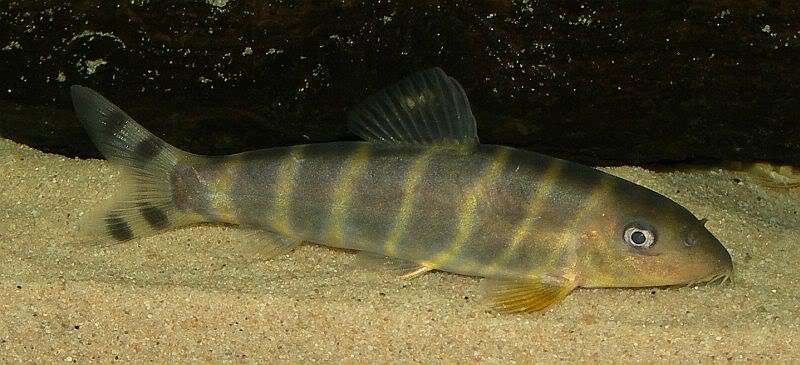 Young adult specimen.