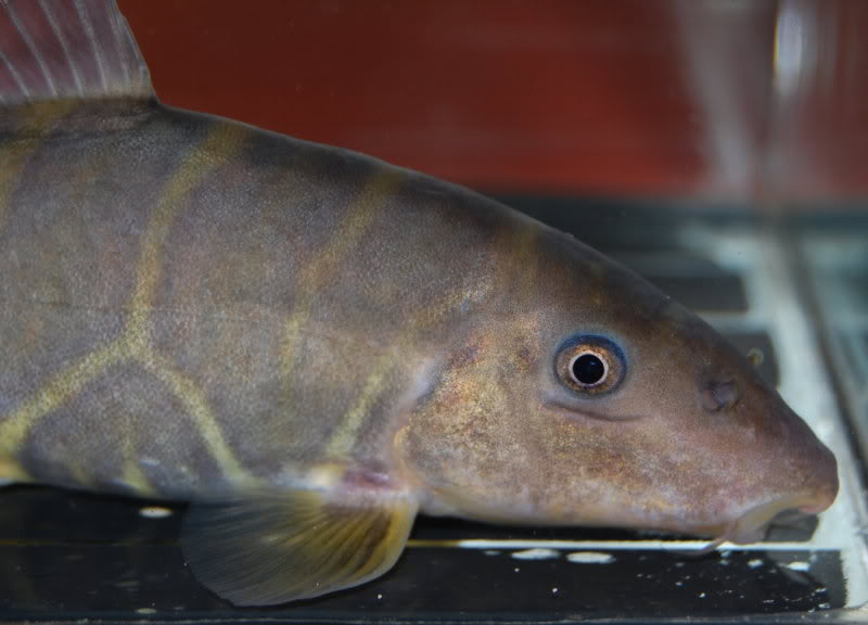 Head detail of adult.