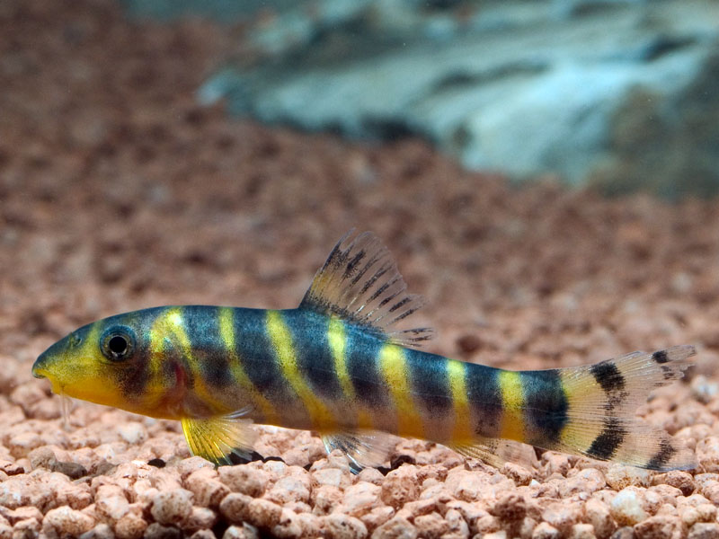 Juvenile of a particularly yellow form of B. dario - Botia species are often found on sale at a small size.