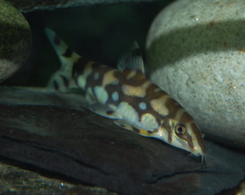 We think that this specimen is of the Ataran River form of the species which is said to possess similar patterning to B. kubotai.