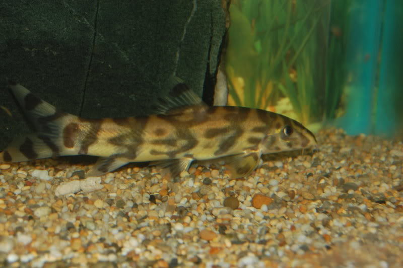 Young adult of B. histrionica - Ataran form?