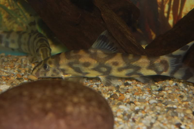 Young adult of B. histrionica - Ataran form?