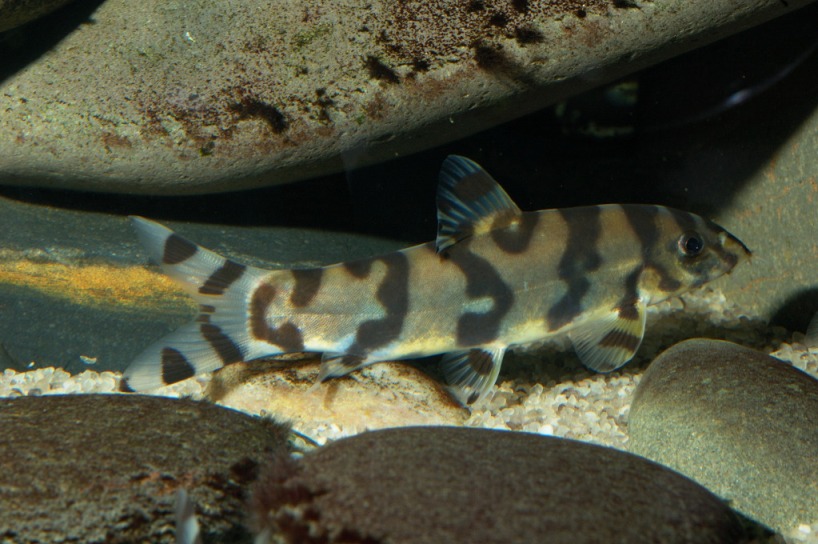 Adult of the Salween form?