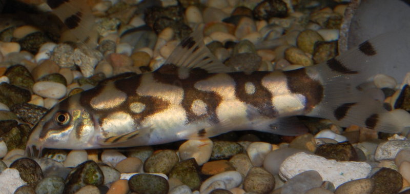 Juvenile of B. histrionica - Salween form?