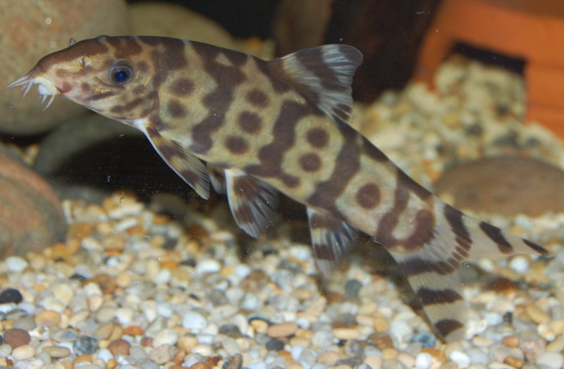 Adult male of B. histrionica - Ayeyarwady form?