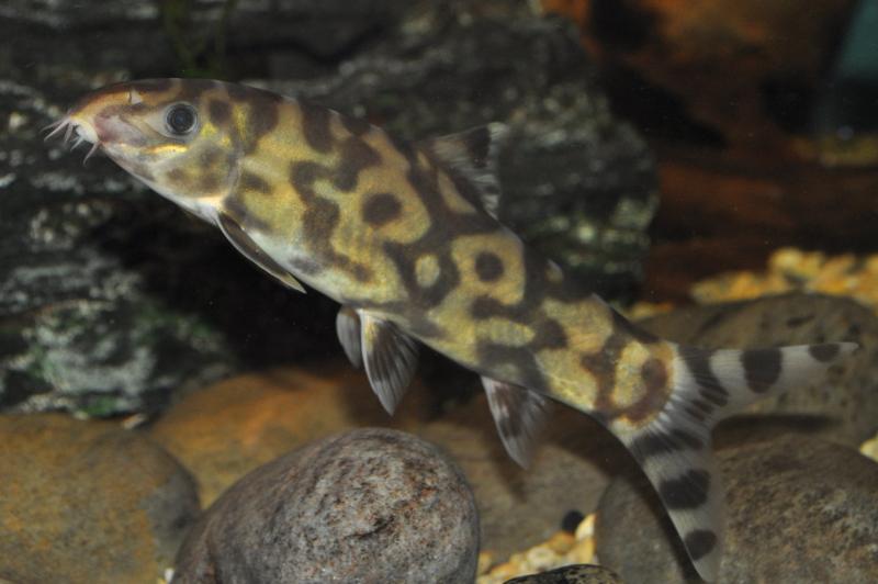 Adult male of B. histrionica - Ataran form?