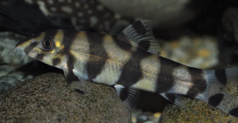 Another juvenile specimen...