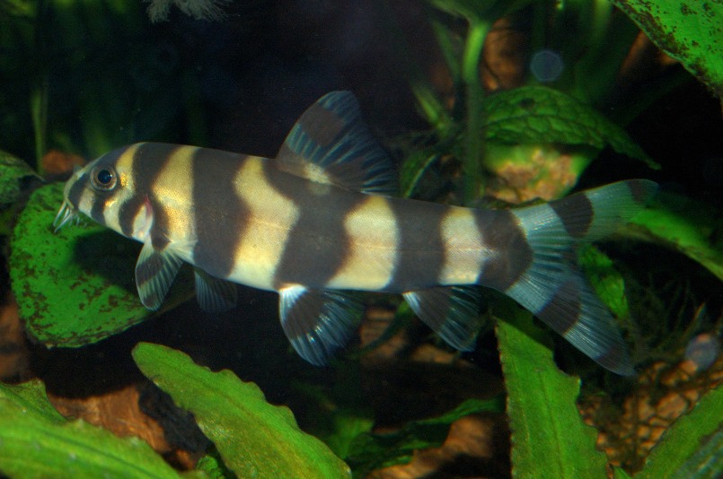 This young specimen exhibits typical juvenile patterning for all forms of the species.