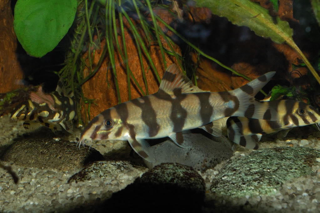 In this subadult the vertical body bars have started to anastomose/break up. Pictured with a younger conspecific (right) and B. kubotai (left).