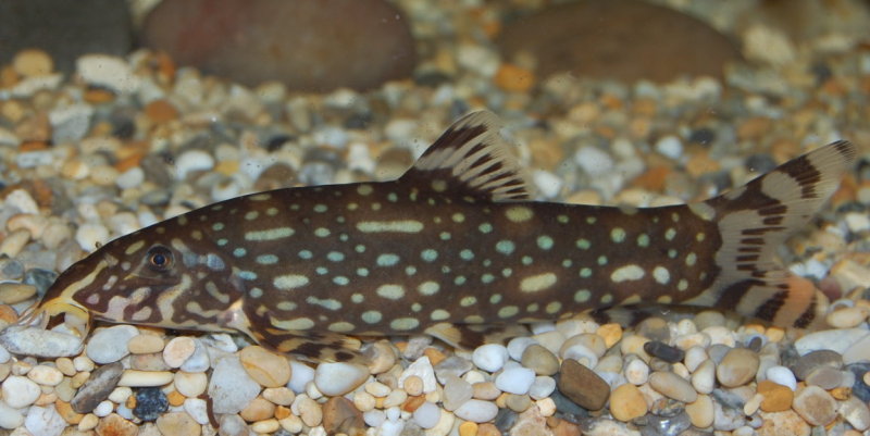 ...and an adult male.