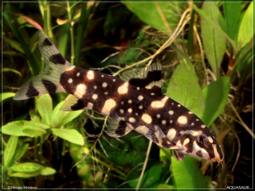 Individual with typical subadult patterning.