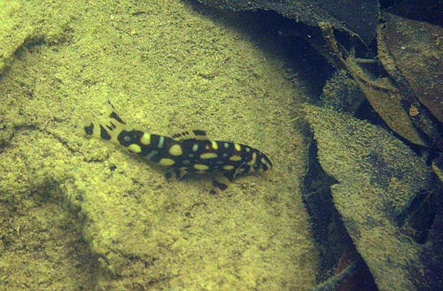 B. kubotai in nature, Hanthayaw/Suriya River, Tak province, Thailand.