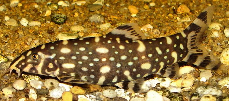 An adult female in the aquarium.