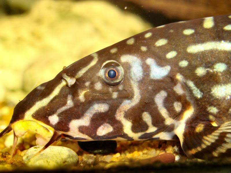 Head detail of adult male with subocular spine clearly visible..