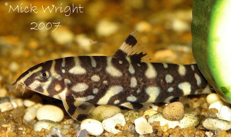 The juvenile patterning is almost completely lost in this subadult.