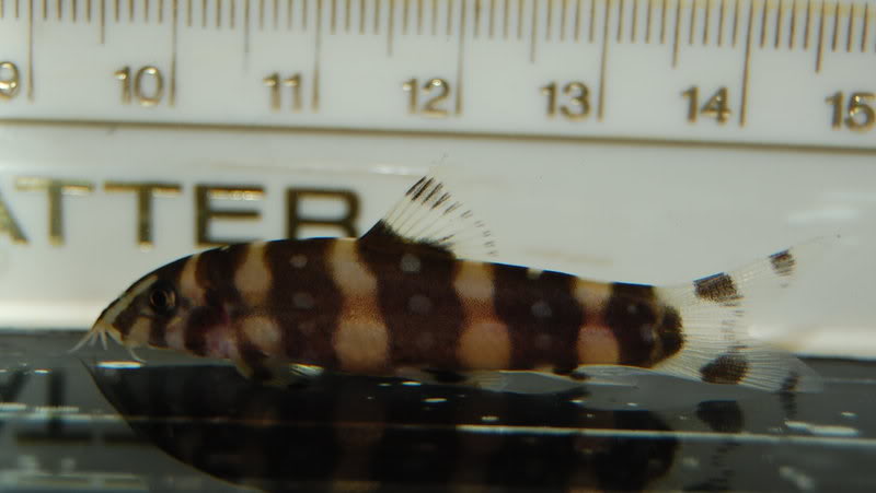 The only aquarium-bred individual of the species known to date.