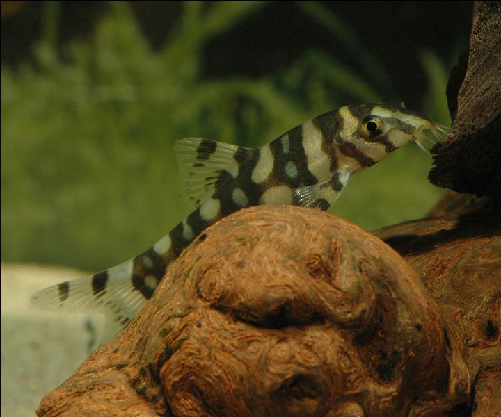 A slightly older specimen - note the differences in patterning as the fish mature.