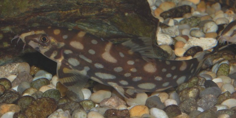 An adult female...