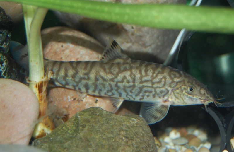 Adult female of B. lohachata?