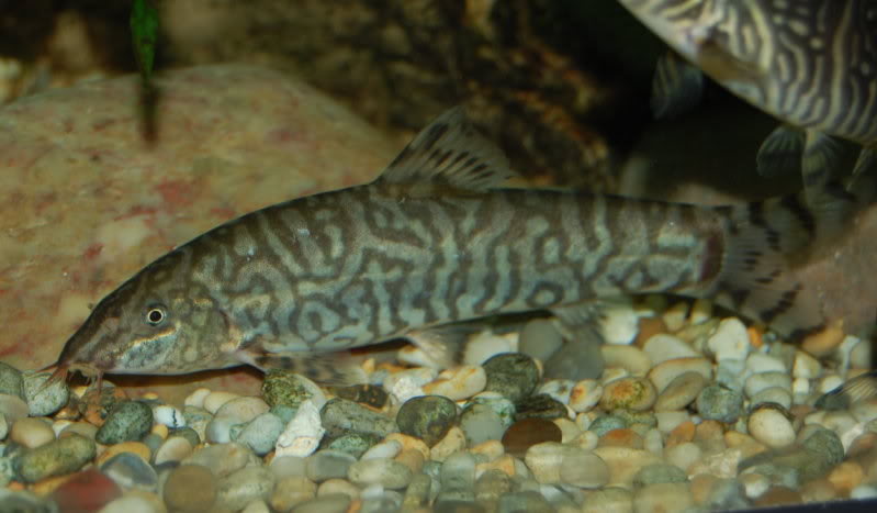 Adult male of B. lohachata?