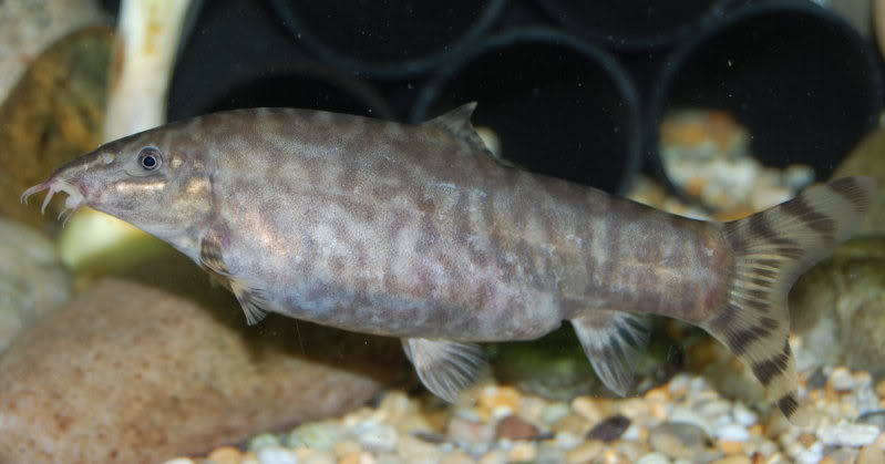 Adult male of B. lohachata?