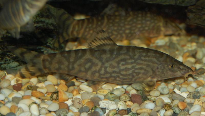 Adult female of B. sp. 'Teesta'.