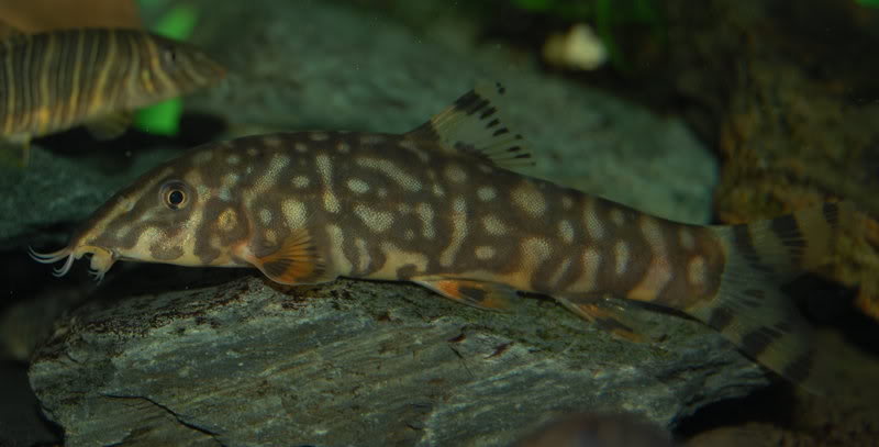 Young adult male of of B. sp. 'Upper Brahmaputra'.