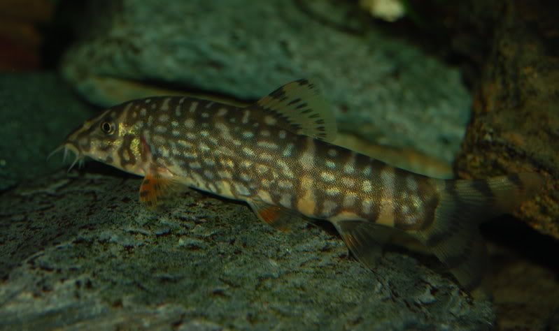 Adult male of B. sp. 'Upper Brahmaputra'.