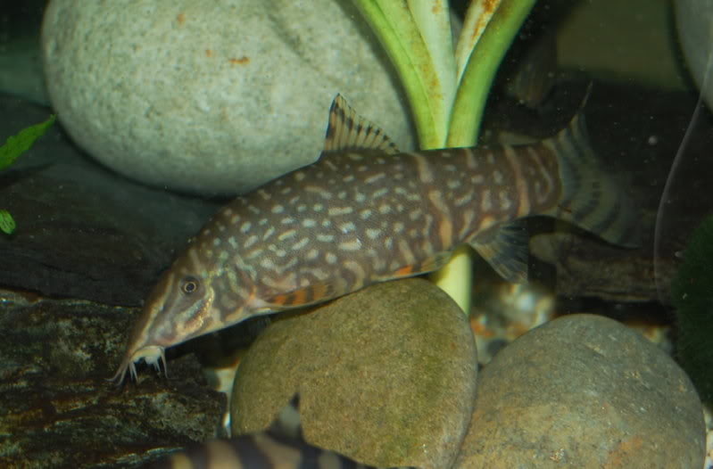 Adult female of B. sp. 'Upper Brahmaputra'.