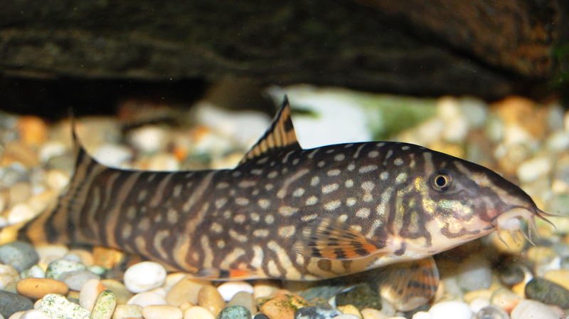 Adult male of B. sp. 'Upper Brahmaputra'.