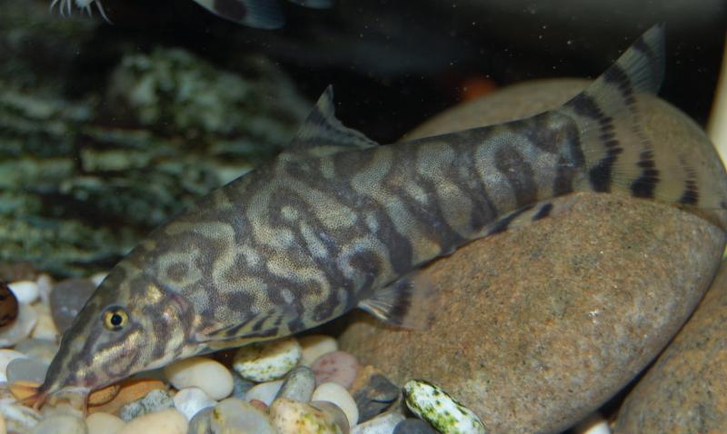 Subadult female of B. lohachata?