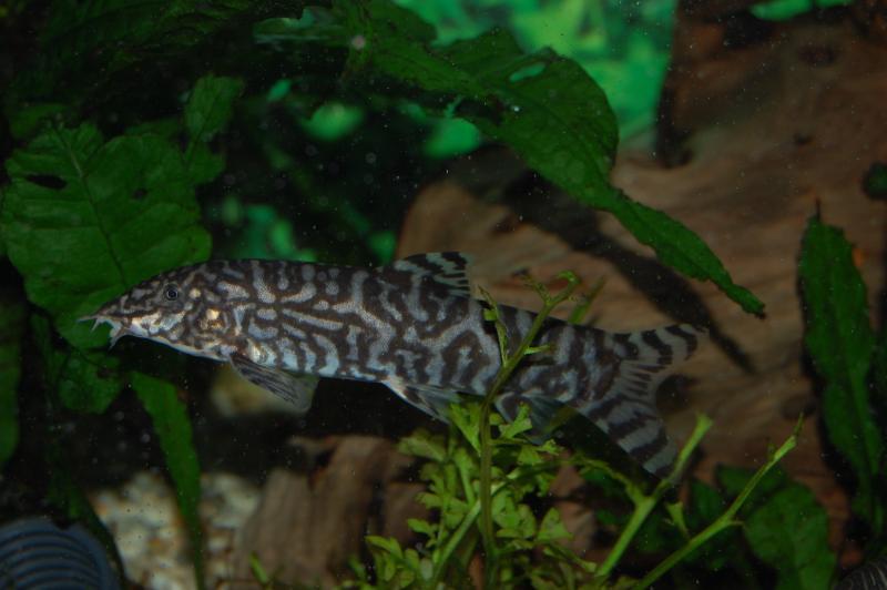 Adult male of B. sp. 'Kosi'?