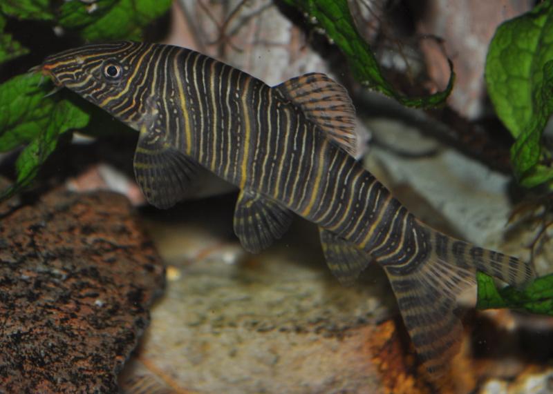 This species has distinctive colouration - also note the red mouthparts.