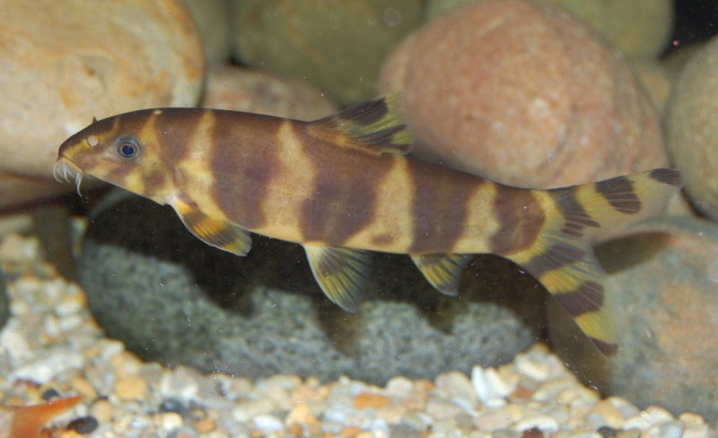 This is a subadult specimen in which the vertical body bars are still relatively unbroken.