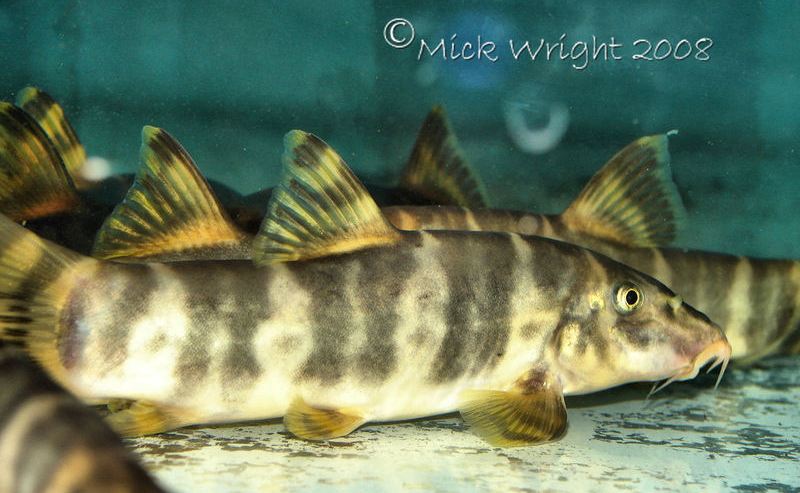 Like all Botia species it should be kept in a group.